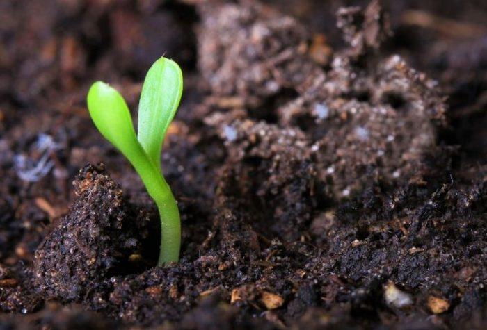 ANTARA DUA NIKMAT DAN DUA MUSIBAH